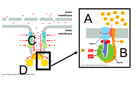 ... outer membrane inner membrane rotor ADP ATP stator