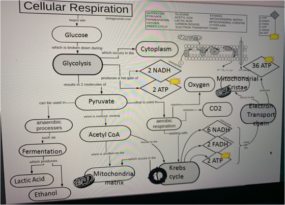 MITO ONORIAL MATRIX GLYCOLYSIS GLUCOSE ETHANOL PYRUVATE ACETYL-COA biologycorner.com FERMENTATION LACTIC ACID begins with OXY
