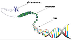 chromosome chromatin URDE