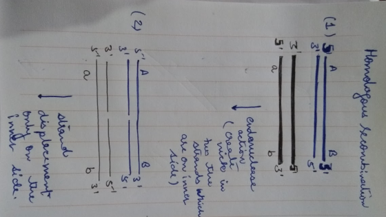 Homologous secombination w เ ฟ ผT có bị đa endanuclease action nich in thes the strands which are on inner side) (2) SIA بافب