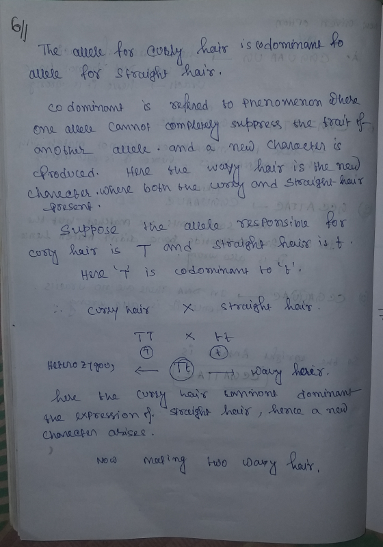 COH 611 HAND The allere for Cusly hair is co dominans to allele for straight hair. co dominant is refered to Phenomenon where