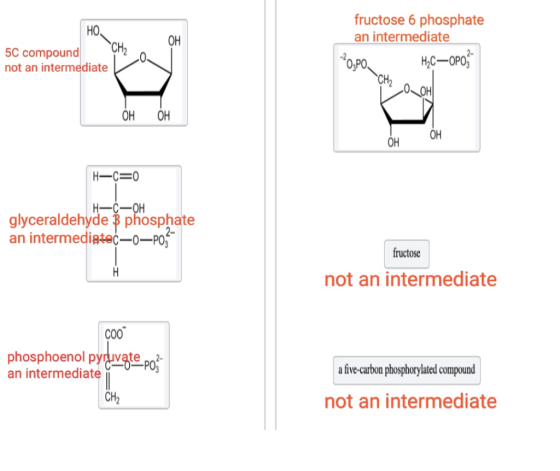 fructose 6 phosphate HO an intermediate OH CH2 5C compound not an intermediate H,C-OPO, OH OH OH OH OH H-C 0 H-CIOH glycerald