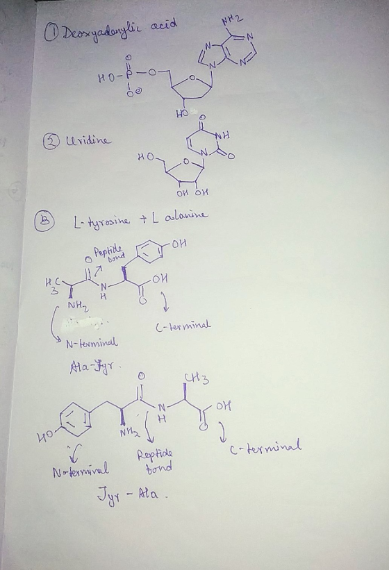 NH2 O Deoxyadonglic acid HO- 0-06 be HO Uridine HO OM Olt B L-tyrosine + L alanine -OH Peptide bond HC. би 3 N H NH₂ C-termin