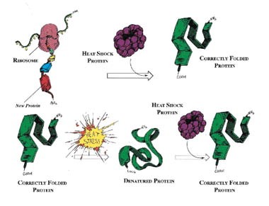 Image result for molecular chaperones hsp