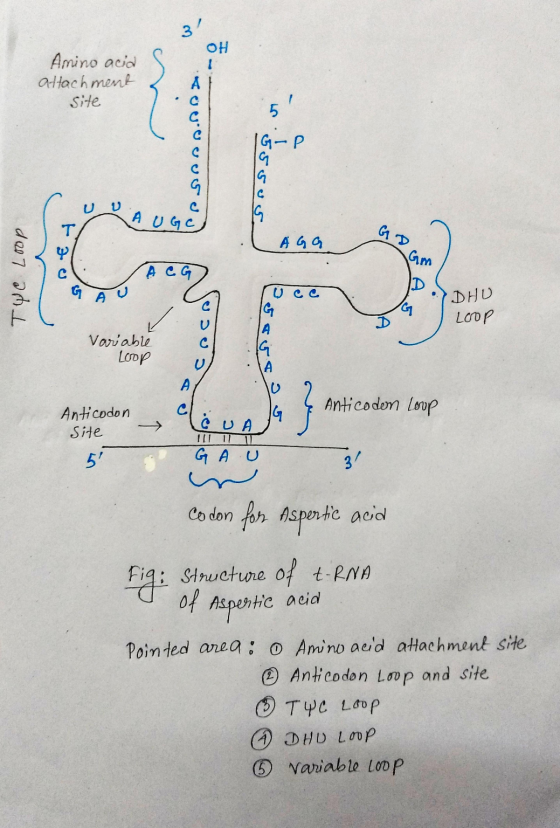 OH Amino acid attachment Site 55sus A UGC G D Gm AGG TYC Loop U ce DHU Loop Variable Loop Anti codon Site Anticodon Loop LAVA