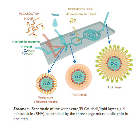 DPPC&DSPE-PEG PLGA&DOTAP Water &Cholesterol in Ethnol in DMF Hydrophilic reagents in Water Lipid layer TAR PLGA shell Water core (Reverse micelle) Scheme 1. Schematic of the water core/PLGA shell/lipid layer rigid nanovesicle (RNV) assembled by the three-stage microfluidic chip in one-step