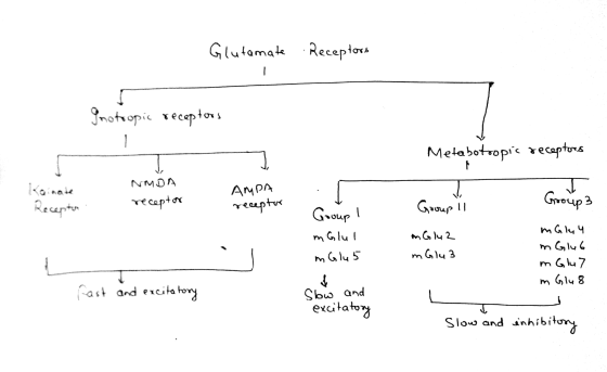 Glutamate Receptors Inotropic receptors Metabotoopis receptors Kainate Recepta NMDA receptor AMPA receptor Groupil Group 3 Gr