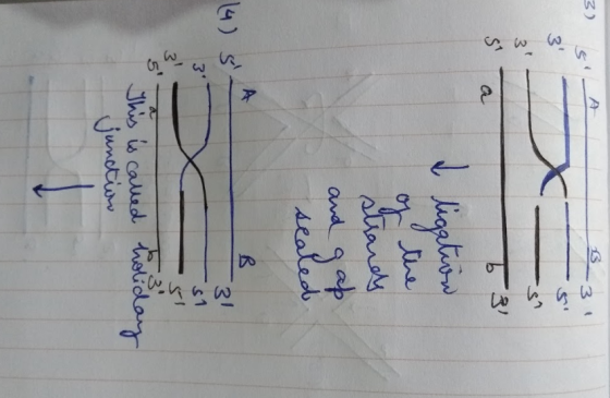 3) SA to o Gw ligation of the strands and gap sealed in man This is called junction holiday