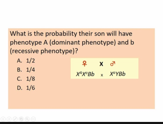 What is the probability their son will have phenotype A (dominant phenotype) and b. (recessive phenotype)? A. 1/2 { x 7 B. 1/