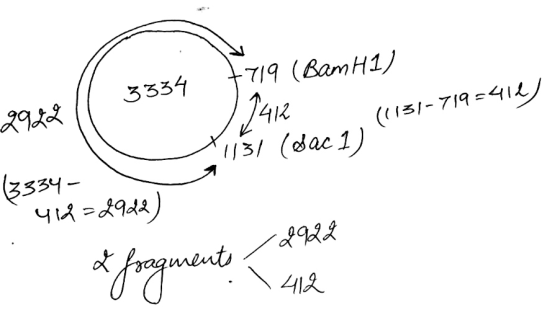 +719 (Bam H1) 3334 2922 1412 (1131-71 1131 (dacz, ((13-719=414) (3334- 414-2922) 2922 & fragments , 0 0 . . 412