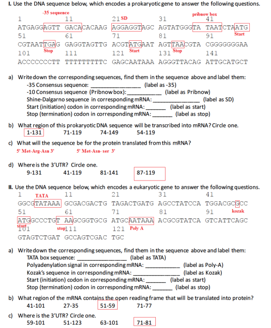 . Use the DNA sequence below, which encodes a prokaryotic gene to answer the following questions. -35 sequence pribnow box 41
