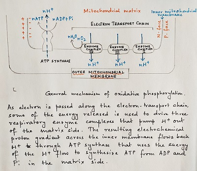Mitochondrial matrix nH -NATP WADP+P: Inner Inner mitochondrial ELERON TRANSPORT CHAIN face MHzOhO2 ATP SYNTHASE инт OUTER MI