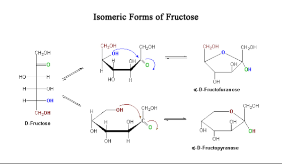 Isomeric Forms of Fructose CH2OH CH2OH CH2OH CH2OH Сн,он он Кнон, Ес - с нон но Н— H ОН -D-Fructofuranose і -н — он — он і }