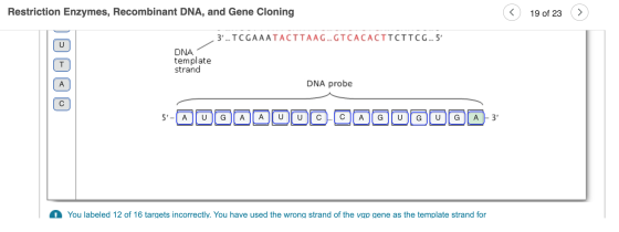 Restriction Enzymes, Recombinant DNA, and Gene Cloning © 19 of 23 19 of 23 > 3... TCGAA ATACTTAAG... GTCACACTTCTTCG ... 5 DN