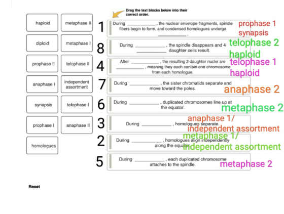 Drag the text blocks below into their correct order. prophase 1 synapsis telophase 2 haploid telophase 1 haploid metaphase II