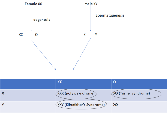 Female XX male XY Spermatogenesis oogenesis XX 0 хү XX х XXX (polyx syndrome) XO (Turner syndrome) XXY (Klinefelters Syndrom