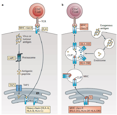 CD8 T cell CD4+ T cell -TCR MHC class I- MHC class II Exogenous antigen pfa Virus or tumour antigen HLA-DO LMP23 Proteasome E