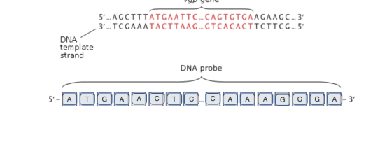 v9P yene 5... AGCTTTATGAATTC... CAGTGTGAAGAAGC...3 3... TCGAAATACTTAAG... GTCACACTTCTTCG.... min DNA template strand DNA pr
