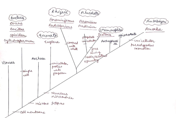 Rhizaia Foraminiferans Radioarians (Bacteria сессия Bacillus spirillum cylindrospermum Alveolata Paramiciul (Amoebozgah Perid