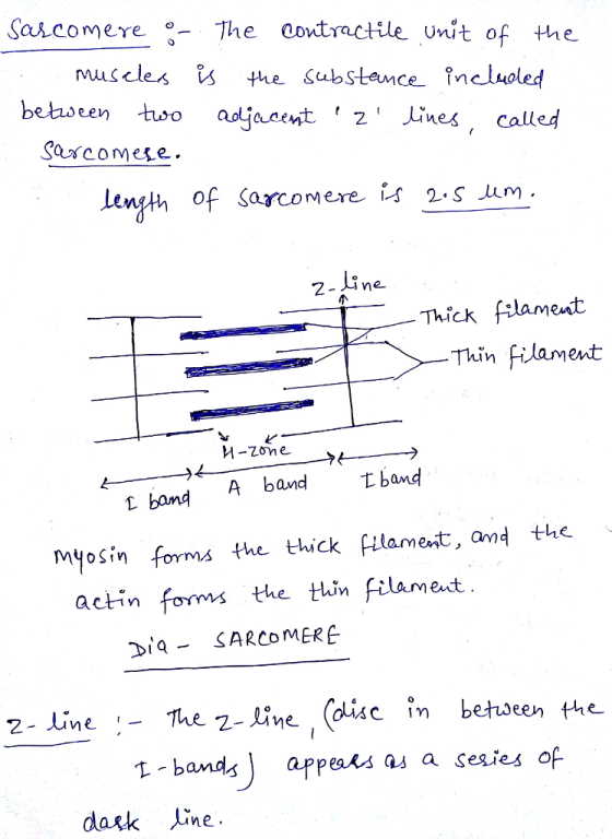 Sarco mere 、-The oont actue unit of the Uvu muscles iS the Substence Ineluoled tso adjacent 2 Lnes, called Saurcomere. leng