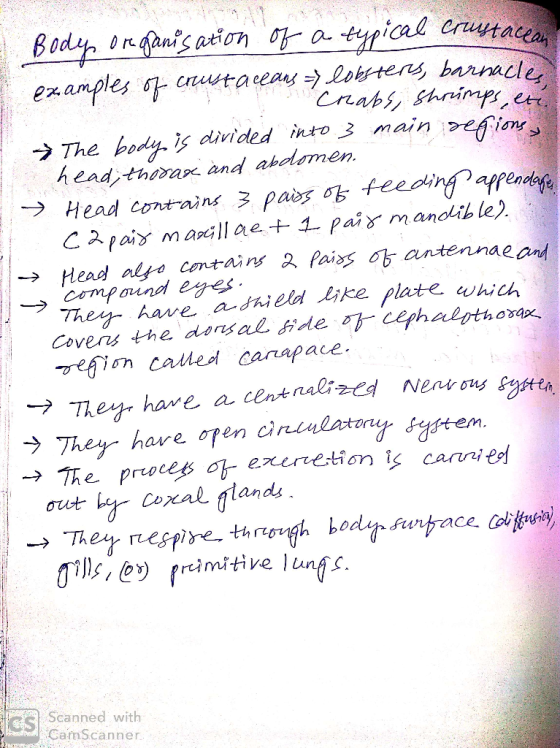 Body organisation of a typical crustacean examples of crustaceans lobsteres, barnacle pro crabs, Shrimps, etc The body is div