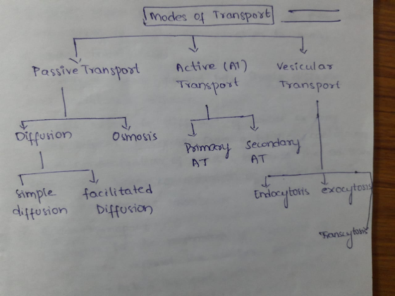 modes of Transport Passive Transport Active (AT) Transport Vesicular Transport لے Diffusion Osmosis Primary secondary AT AT T