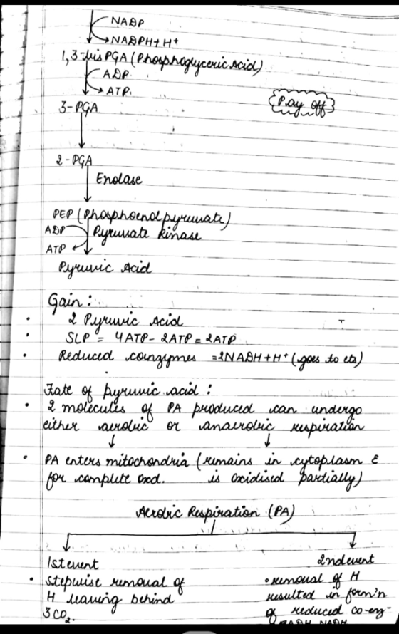 NABP >NASPH+ Ht 13рi PGA (Pheyphagyстй моа) AÐP ATP. 3-PGA ufub0 2- PGA Enolase РЕP (Рhoрлаndpуншиокя) Rinase uar ADP ATP Puu