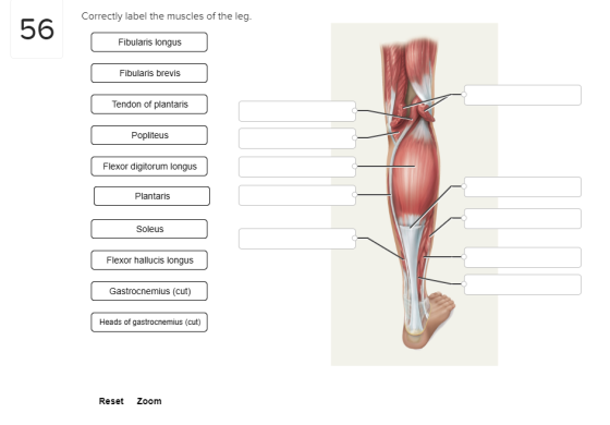 Correctly label the muscles of the leg. Fibularis longus Fibularis brevis Tendon of plantaris Popliteus Flexor digitorum long