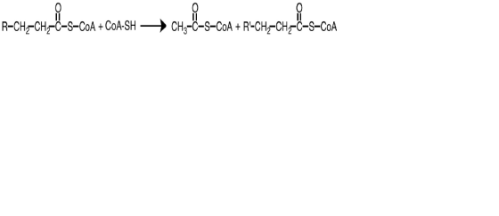 R-CH-CHC-S-COA +CoA-SH → CH3-C-S-CoA + R-CH2-CHrC-S-CoA
