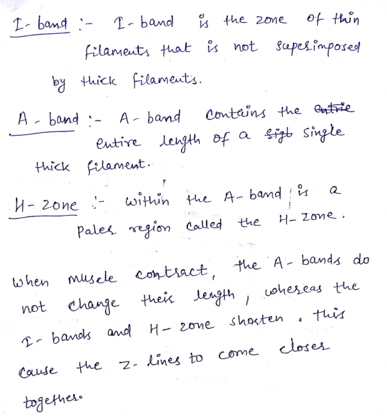 L- band T-band the 2one of thin by thick filamests A band A- band Contains the oste extive lenjth ef a Hhick (ilameut Pale^ r