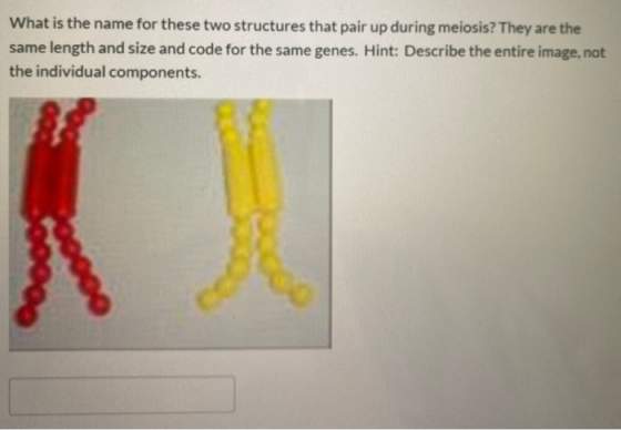 What is the name for these two structures that pair up during meiosis? They are the same length and size and code for the sam