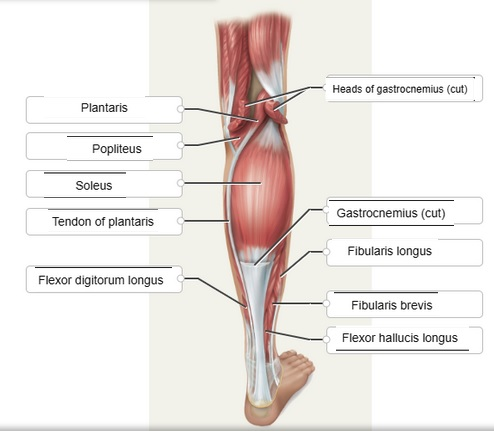 Heads of gastrocnemius (cut) Plantaris Popliteus Soleus Gastrocnemius (cut) Tendon of plantaris Fibularis longus Flexor digit