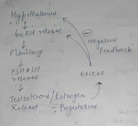Hypothalamig GnRH release Negative Pituitary Feedback K FSH & LH release excess Testosterone/ Estrogen - Progesterone Release