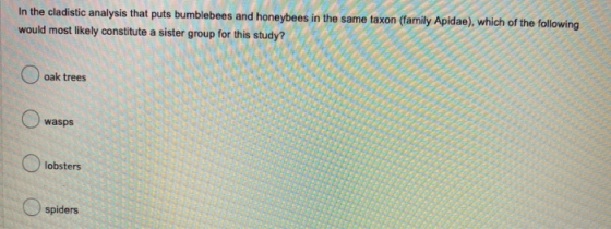 In the cladistic analysis that puts bumblebees and honeybees in the same taxon (family Apidae), which of the following would