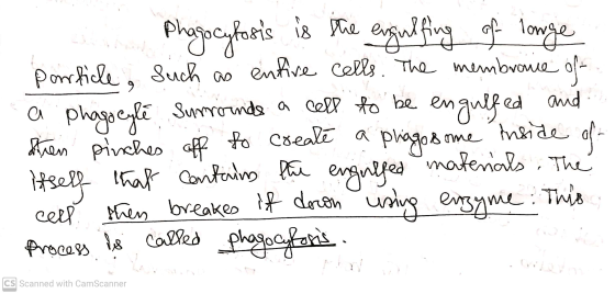 and Phagocytosis is the engulfing of longe porrficle, such as entire cells. The membrance of a phagocyle surrounds a cell to