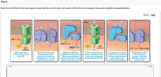 Part A Rank from the first to the last steps to describe the correct order of events of the electron transport chain and oxid