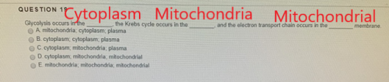 QUESTION 1Cytoplasm Mitochondria Mitochondrial and the electron transport chain occurs in the membrane Glycolysis occurs in t