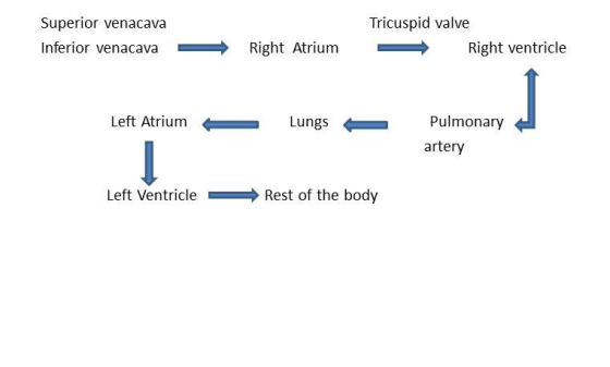 Superior venacava Inferior venacava Tricuspid valve Right ventricle Right Atrium Left Atrium Lungs Pulmonary artery Left Vent