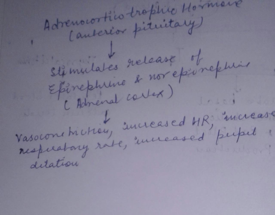 Adrenocortico troplico Hormone (anterior pituitary stimulates release of Epinephrine & norepinephine C Adrenal cortex) increa