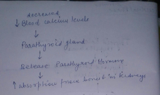 decreased & Blood calcium levels -- cond Hormone Parathyroid gland Release P Parathyroid I absorption from bones & in → Kidne