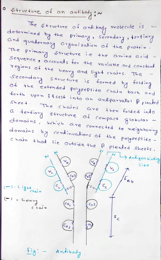 • Structure of an antibody:~ The structure of antibody molecule is - determined by the primary, secondary , tertiary and quat