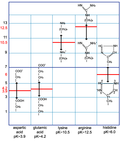 (CH2)s 13 12.5 (CH2) 10.5 HN (CH2H (CH2)a COO H2 COOH COOH CH2 CH2 CH2 histidine pK-6.0 aspartic glutamic lysine arginine pK-