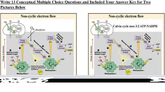 Write 13 Conceptual Multiple Choice Questions and Included Your Answer Kev for Two Pictures Below Non-cyclic electron flow Non-cvclic electron flow Calin cycle uses 3:2 ATP:NADPH CALVIN CYCLE CALVIN B pheophytin NADP 0 complex Splitting of water releases oxygen Splitting of water 6 releases oxygen 2 H Pc Pc Light Light 0 Light Light Electron fiow provides energy for chemiosmotic synthesis of Electron flow provides energy for chemiosmotic synthesis of Photosystem I Photosystem I ATP ATP Photosystem I Photosystem