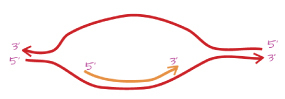 A transcription model that has an upper horizontal red line with a long, central convex-curve, with an arrowhead on the left side labeled "three-prime", and the label "five-prime", on the right side. There is a lower horizontal red line with a long, central concave-curve, with the label "five-prime" on its left side, and an arrowhead on its right side labeled "three-prime". An orange concave-curved line sits just above the concave-curve of the lower red line labeled "five-prime" on its left side, and has an arrowhead on its right side labeled "three-prime".