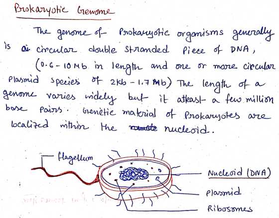 Prokaryotic Gerome .. The genome of Prokaryotic organisms generally is a circular double stranded piece of DNA (0.6-10 mb. in