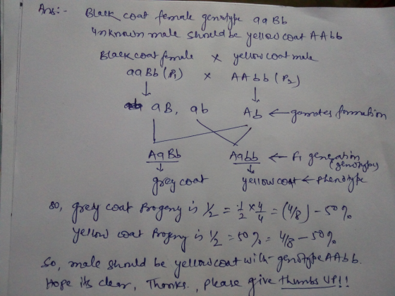 Black coat female genotype aaBb unknown male should be yellow coat AA bb Black coat female & yellow coat mele aaBb (P) X AA b