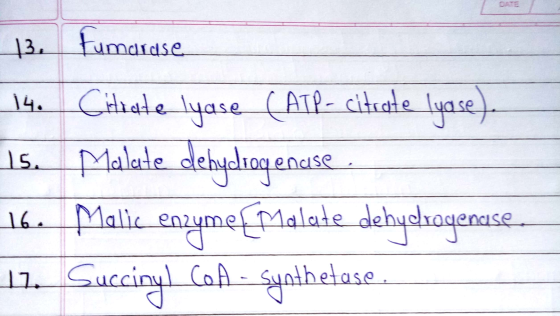 DATE 13. Eur nardse lyase) Is. 14. Citrate lyase (ATP- citrate Malede debydrogenase 16. Malic enzyme Malate dehydrogenase 11.