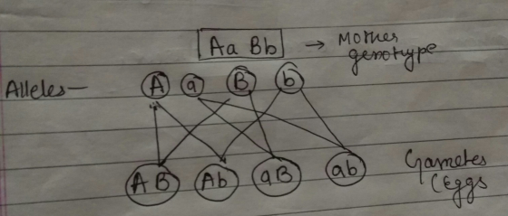 | Аа Вы A @ В О монах genotype | Alelos — Gametes