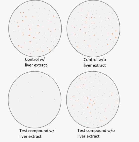 Control w/ liver extract Control w/o liver extract Test compound w/ liver extract Test compound w/o liver extract