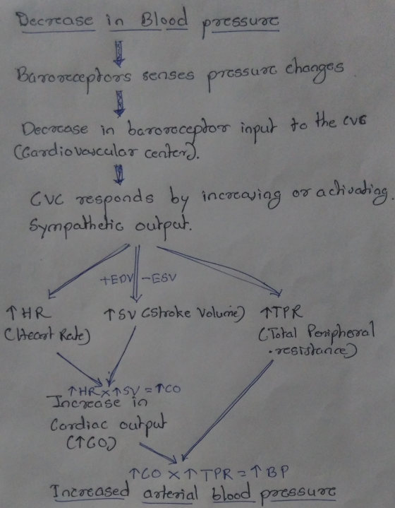Decrease in Blood pressurc X ma Baroreceptors senses pressurt changes Decrease in baroreceptor input to the eve (Cardiovascul
